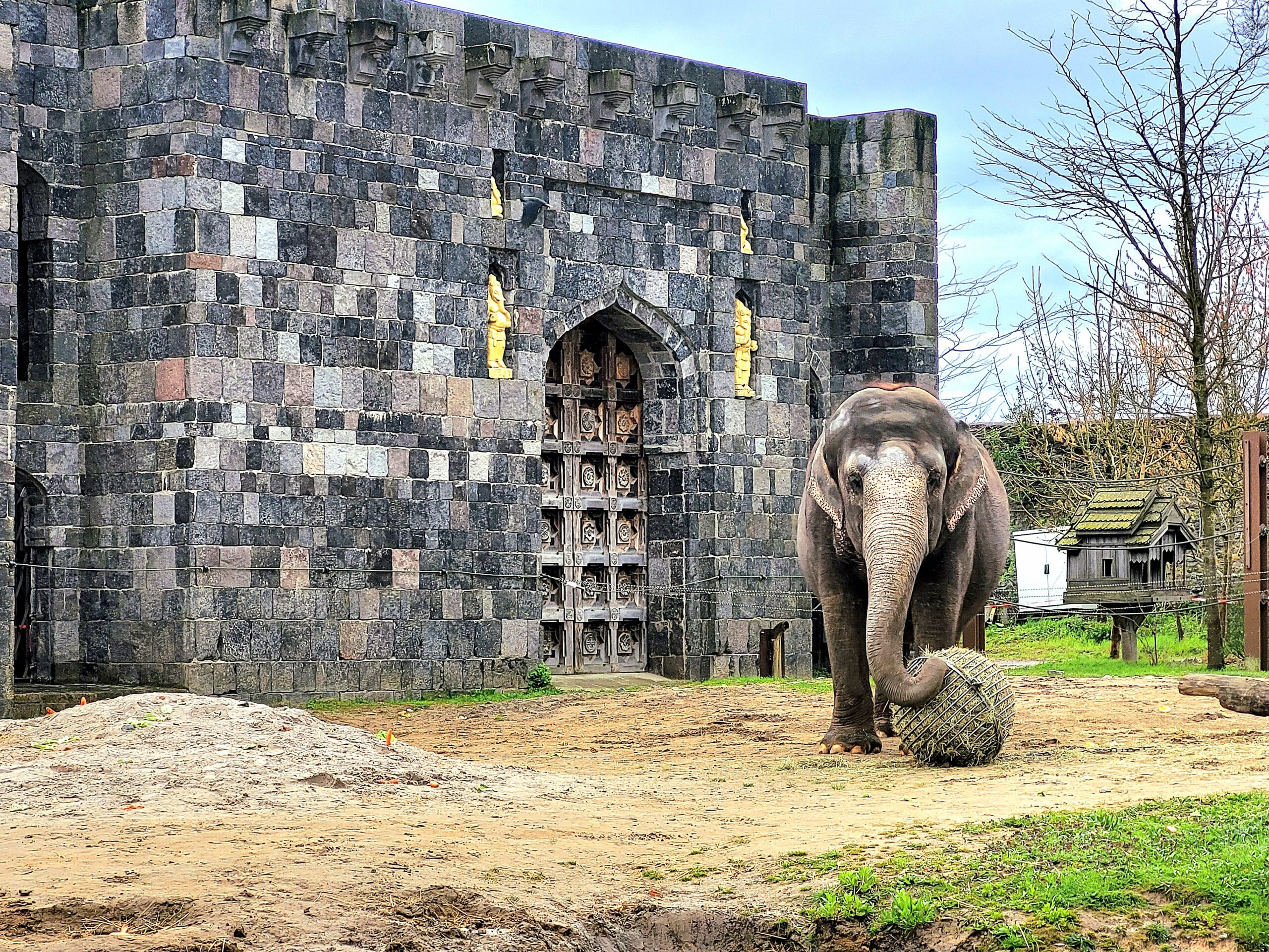 Read more about the article “Pairi Daiza: A Wild Adventure in Belgium”